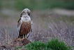 Saz delicesi / Circus aeruginosus / Western marsh-harrier 